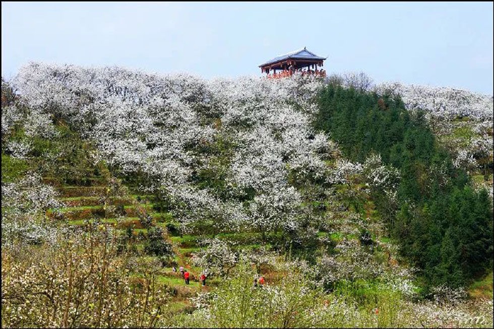 【春天，广西桂林灌阳县向您发出邀请！】我们在灌阳看梨花 - 游山玩水 - 赵县生活社区 - 赵县28生活网 zx.28life.net