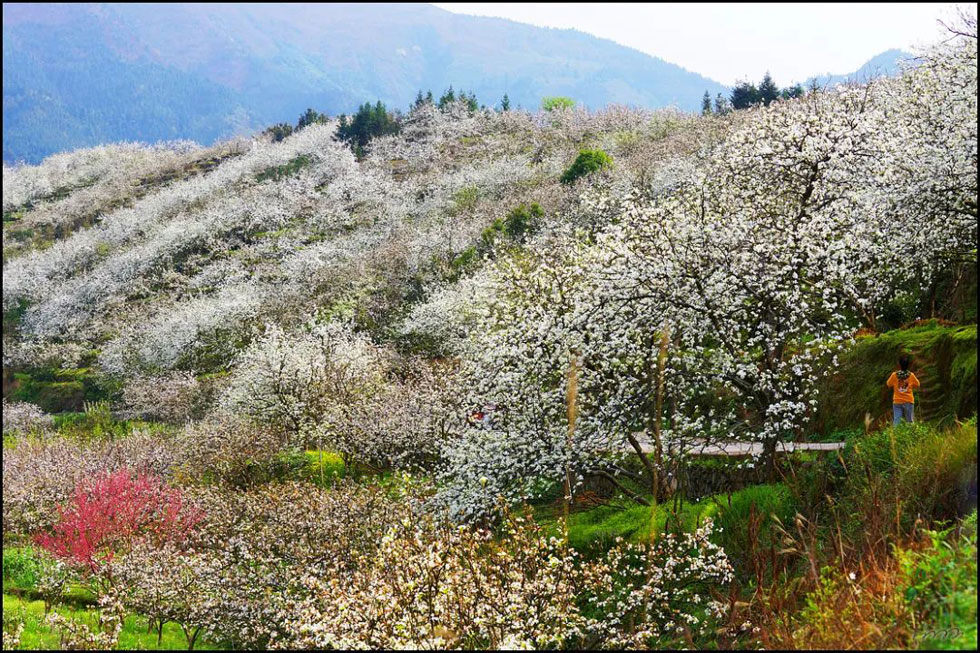 【春天，广西桂林灌阳县向您发出邀请！】我们在灌阳看梨花 - 游山玩水 - 赵县生活社区 - 赵县28生活网 zx.28life.net
