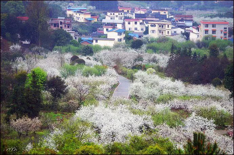 【春天，广西桂林灌阳县向您发出邀请！】我们在灌阳看梨花 - 游山玩水 - 赵县生活社区 - 赵县28生活网 zx.28life.net