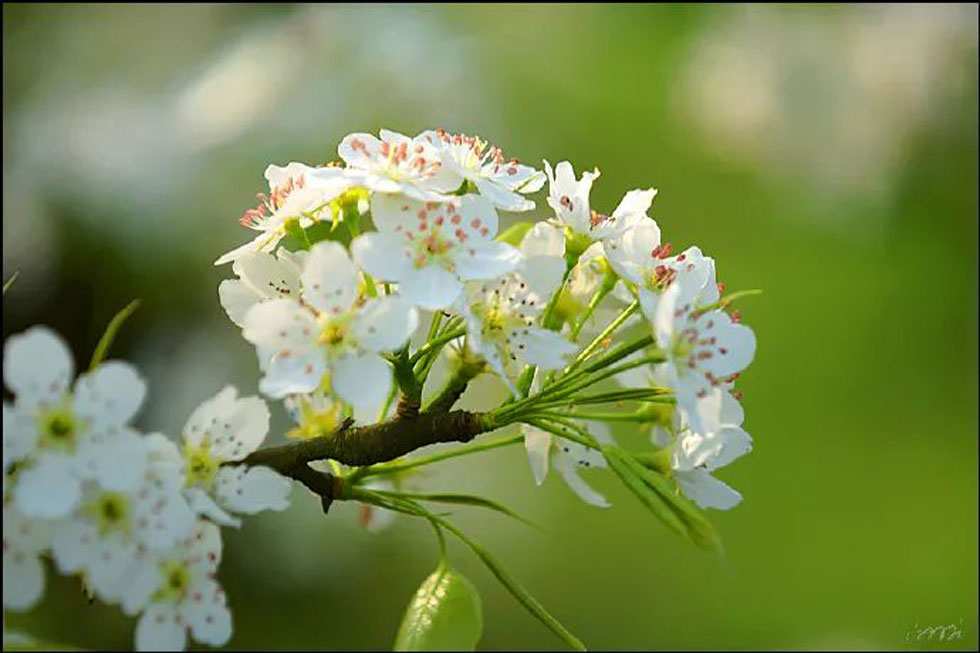 【春天，广西桂林灌阳县向您发出邀请！】我们在灌阳看梨花 - 游山玩水 - 赵县生活社区 - 赵县28生活网 zx.28life.net