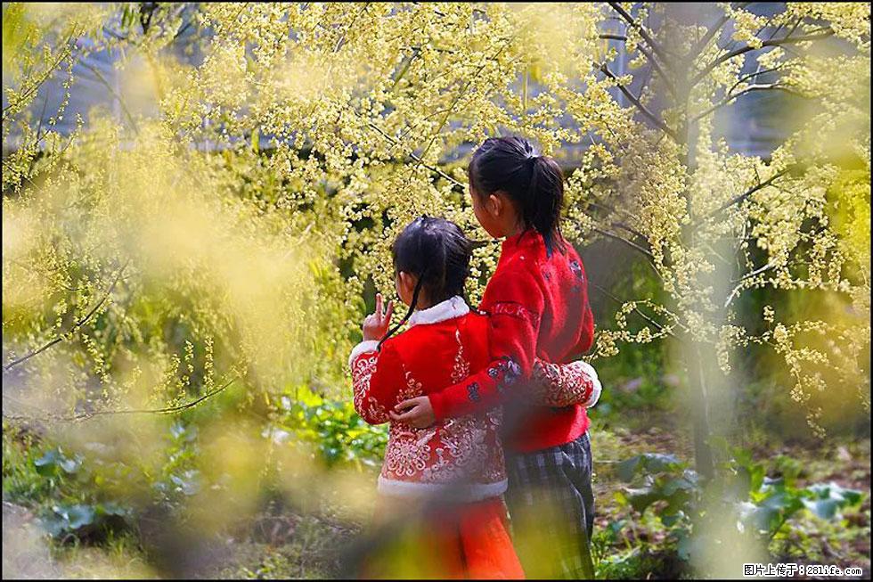 【春天,广西桂林灌阳县向您发出邀请!】米珠山前有片山苍子花在飘香 - 游山玩水 - 赵县生活社区 - 赵县28生活网 zx.28life.net