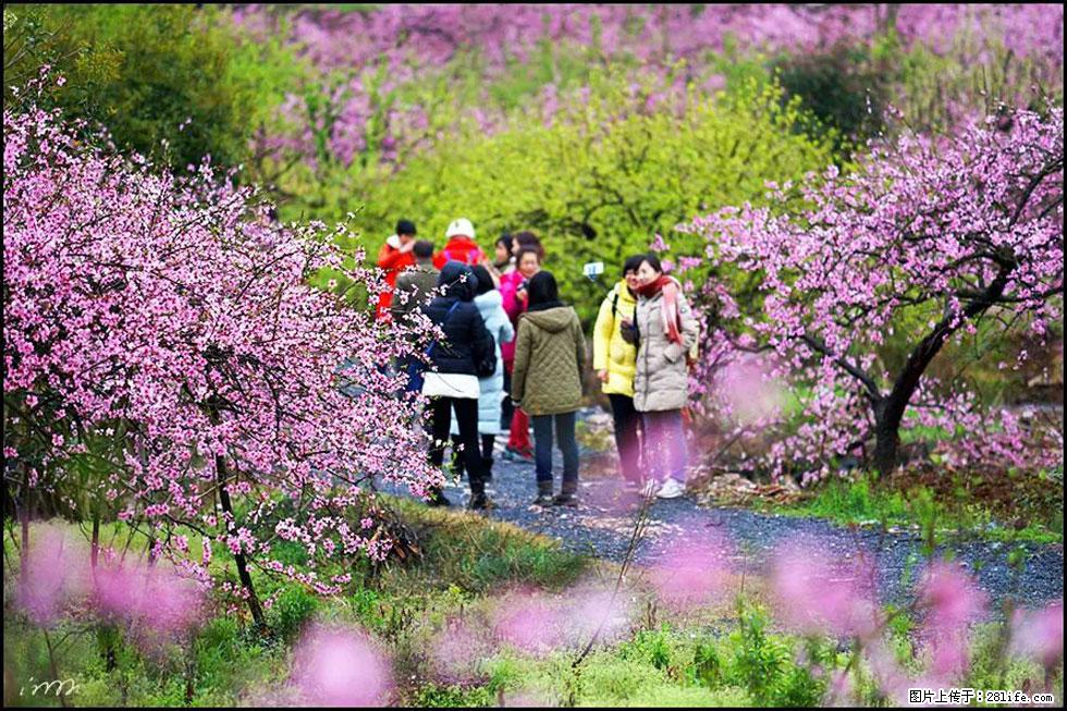 【春天，广西桂林灌阳县向您发出邀请！】官庄村有个醉美的桃花园 - 游山玩水 - 赵县生活社区 - 赵县28生活网 zx.28life.net