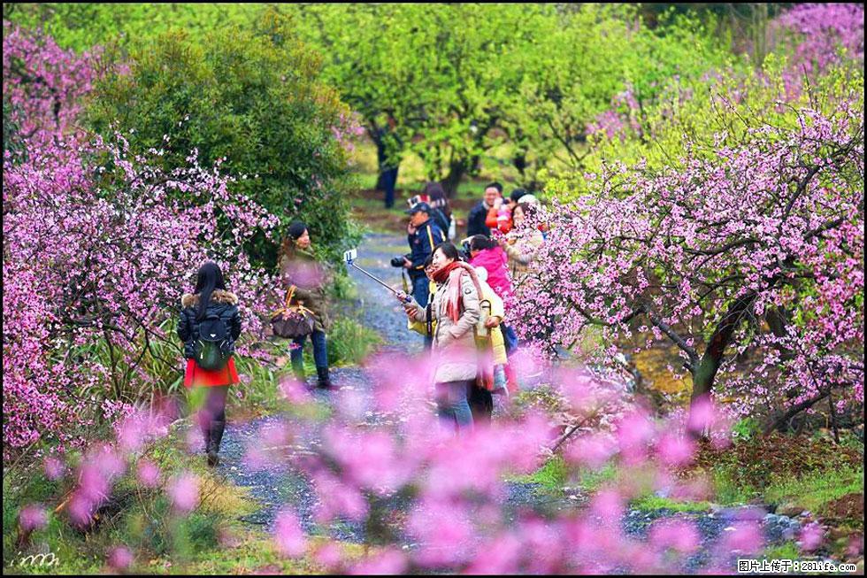 【春天，广西桂林灌阳县向您发出邀请！】官庄村有个醉美的桃花园 - 游山玩水 - 赵县生活社区 - 赵县28生活网 zx.28life.net