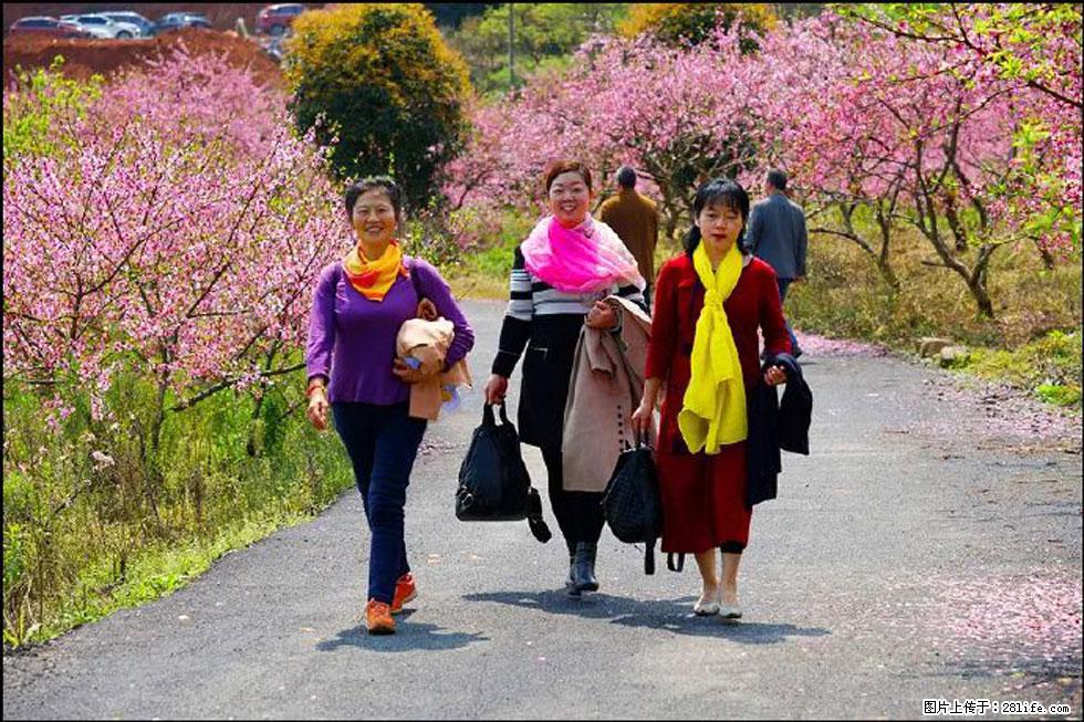 【春天，广西桂林灌阳县向您发出邀请！】官庄村有个醉美的桃花园 - 游山玩水 - 赵县生活社区 - 赵县28生活网 zx.28life.net