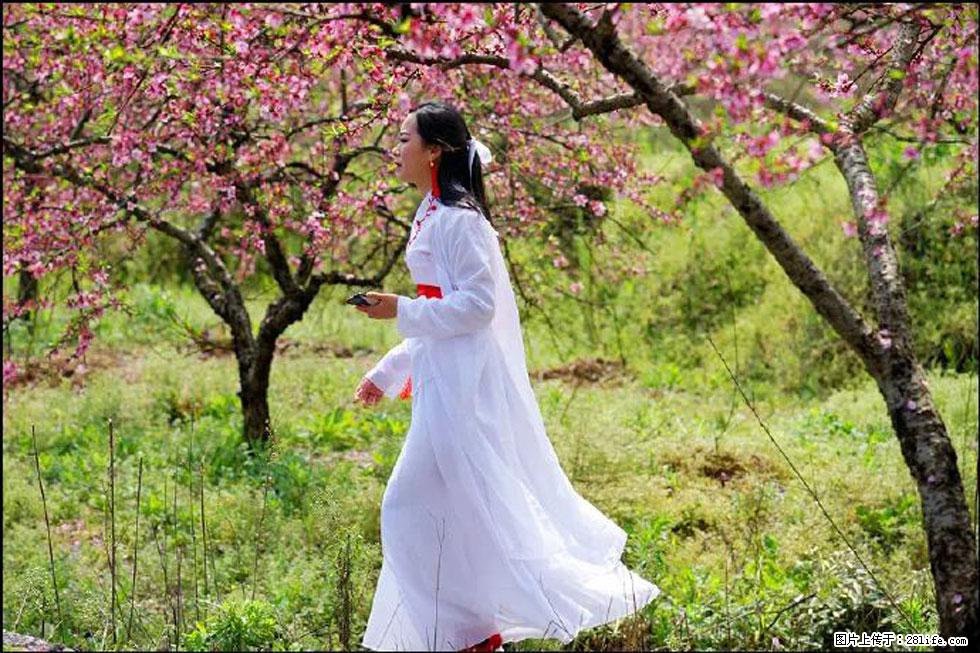 【春天，广西桂林灌阳县向您发出邀请！】官庄村有个醉美的桃花园 - 游山玩水 - 赵县生活社区 - 赵县28生活网 zx.28life.net