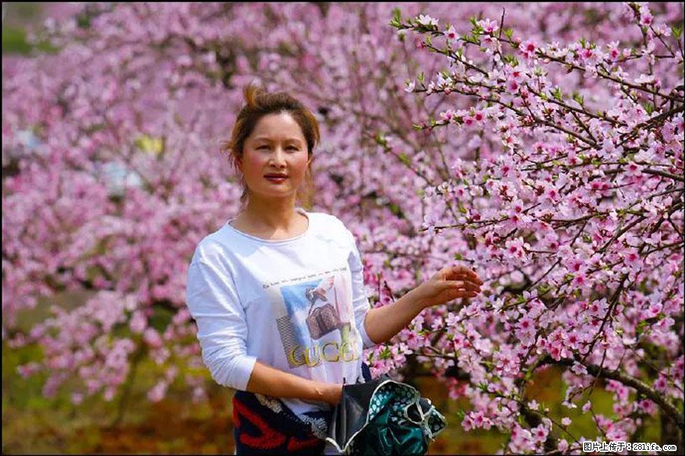 【春天，广西桂林灌阳县向您发出邀请！】官庄村有个醉美的桃花园 - 游山玩水 - 赵县生活社区 - 赵县28生活网 zx.28life.net