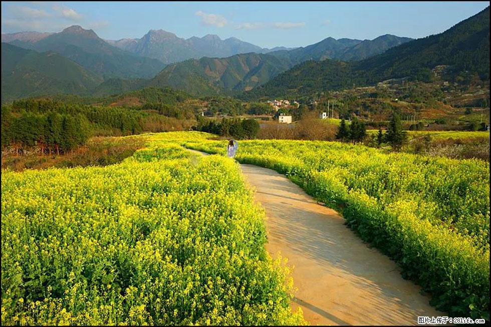 【春天，广西桂林灌阳县向您发出邀请！】长坪村油菜盛情花开 - 游山玩水 - 赵县生活社区 - 赵县28生活网 zx.28life.net