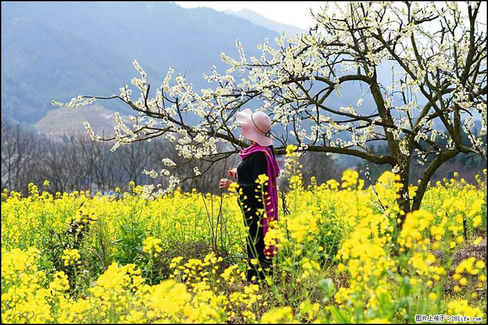 【春天，广西桂林灌阳县向您发出邀请！】长坪村油菜盛情花开 - 游山玩水 - 赵县生活社区 - 赵县28生活网 zx.28life.net