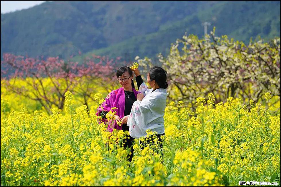 【春天，广西桂林灌阳县向您发出邀请！】长坪村油菜盛情花开 - 游山玩水 - 赵县生活社区 - 赵县28生活网 zx.28life.net