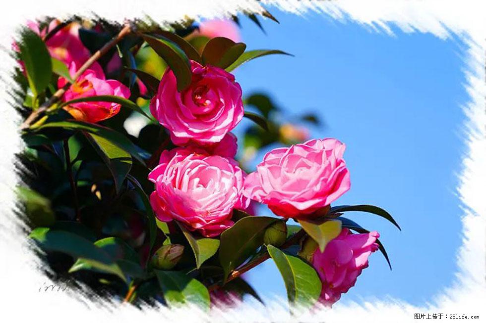 【春天,广西桂林灌阳县向您发出邀请!】杨柳井茶花惹人爱 - 游山玩水 - 赵县生活社区 - 赵县28生活网 zx.28life.net