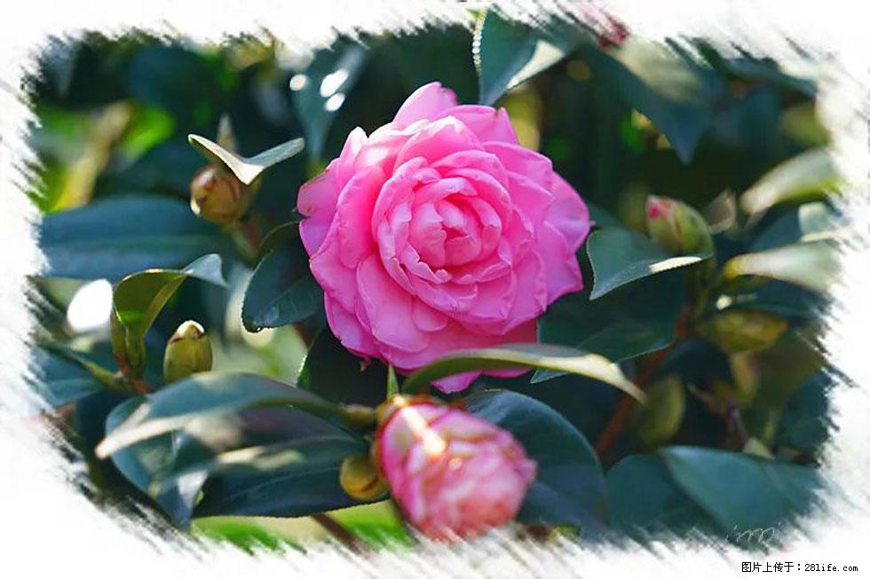 【春天,广西桂林灌阳县向您发出邀请!】杨柳井茶花惹人爱 - 游山玩水 - 赵县生活社区 - 赵县28生活网 zx.28life.net