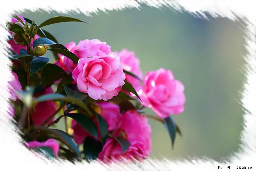 【春天,广西桂林灌阳县向您发出邀请!】杨柳井茶花惹人爱 - 游山玩水 - 赵县生活社区 - 赵县28生活网 zx.28life.net