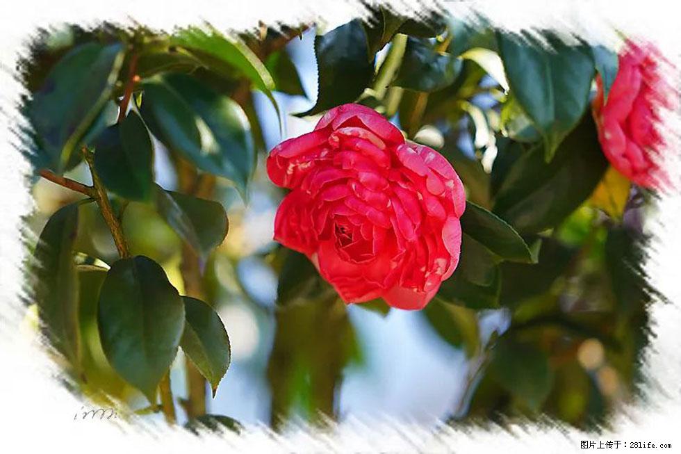 【春天,广西桂林灌阳县向您发出邀请!】杨柳井茶花惹人爱 - 游山玩水 - 赵县生活社区 - 赵县28生活网 zx.28life.net