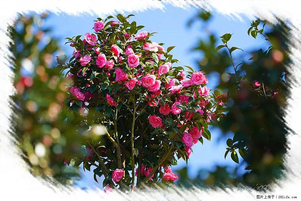 【春天,广西桂林灌阳县向您发出邀请!】杨柳井茶花惹人爱 - 游山玩水 - 赵县生活社区 - 赵县28生活网 zx.28life.net