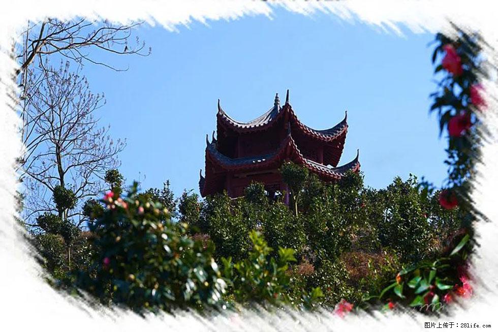 【春天,广西桂林灌阳县向您发出邀请!】杨柳井茶花惹人爱 - 游山玩水 - 赵县生活社区 - 赵县28生活网 zx.28life.net