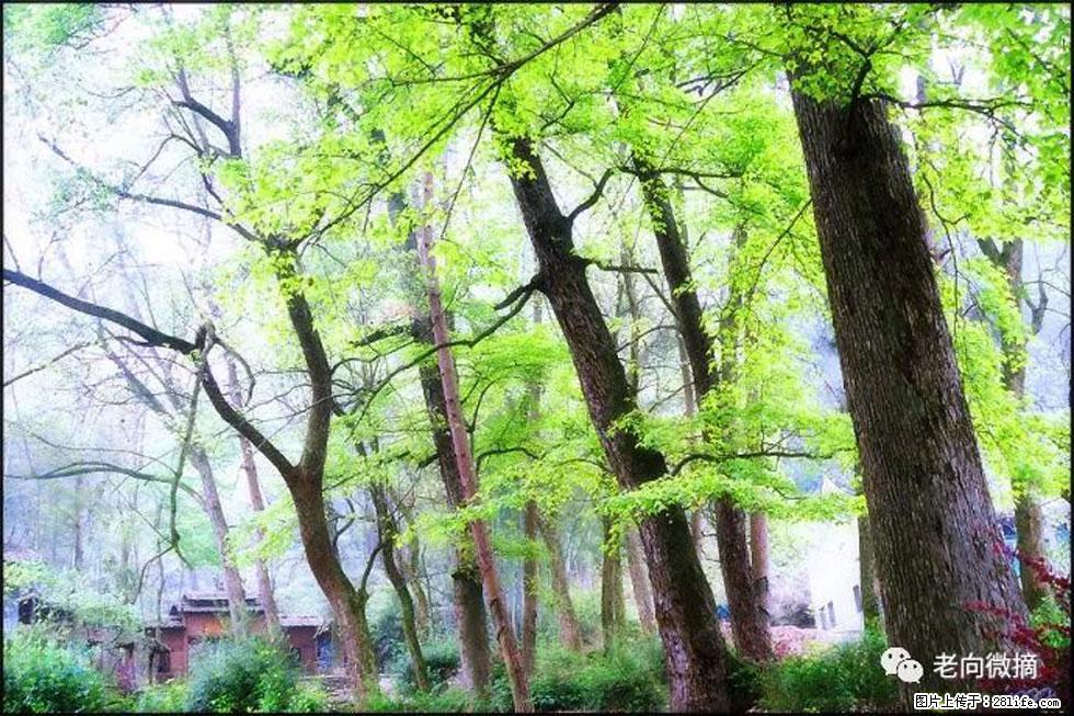 【春天，广西桂林灌阳县向您发出邀请！】在小龙村与春天约会 - 游山玩水 - 赵县生活社区 - 赵县28生活网 zx.28life.net