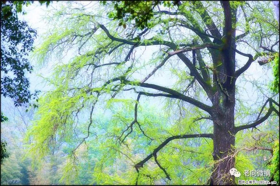 【春天，广西桂林灌阳县向您发出邀请！】在小龙村与春天约会 - 游山玩水 - 赵县生活社区 - 赵县28生活网 zx.28life.net