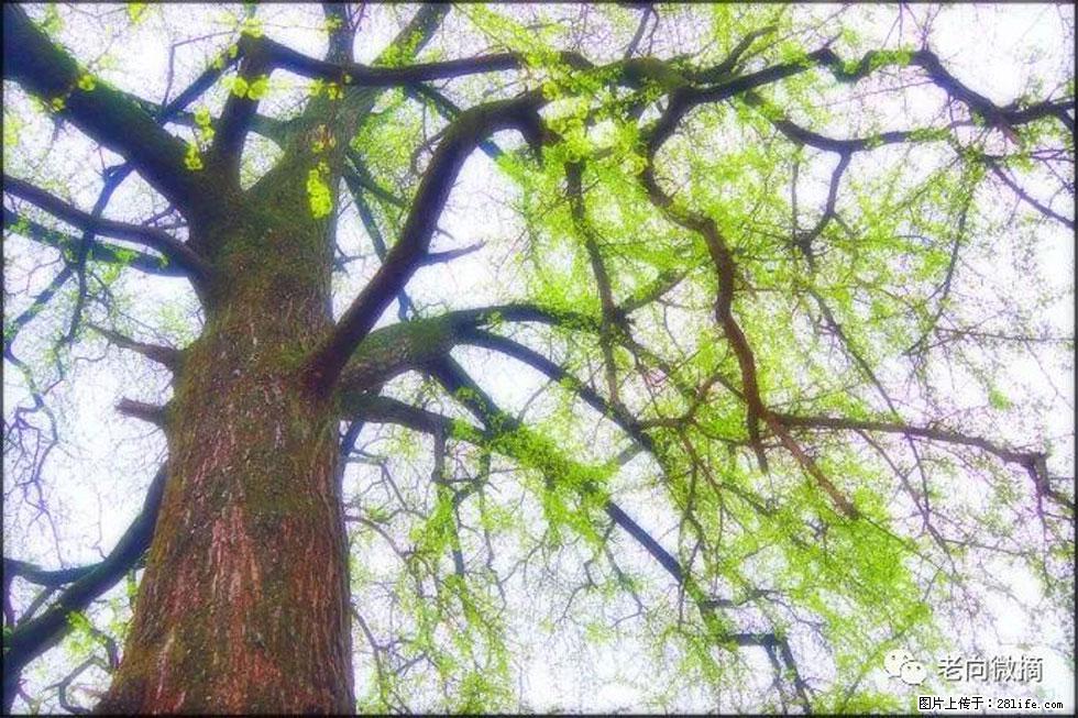 【春天，广西桂林灌阳县向您发出邀请！】在小龙村与春天约会 - 游山玩水 - 赵县生活社区 - 赵县28生活网 zx.28life.net