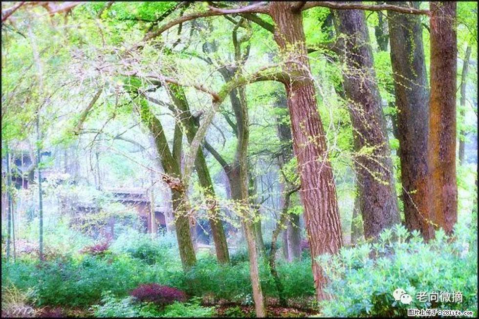 【春天，广西桂林灌阳县向您发出邀请！】在小龙村与春天约会 - 游山玩水 - 赵县生活社区 - 赵县28生活网 zx.28life.net