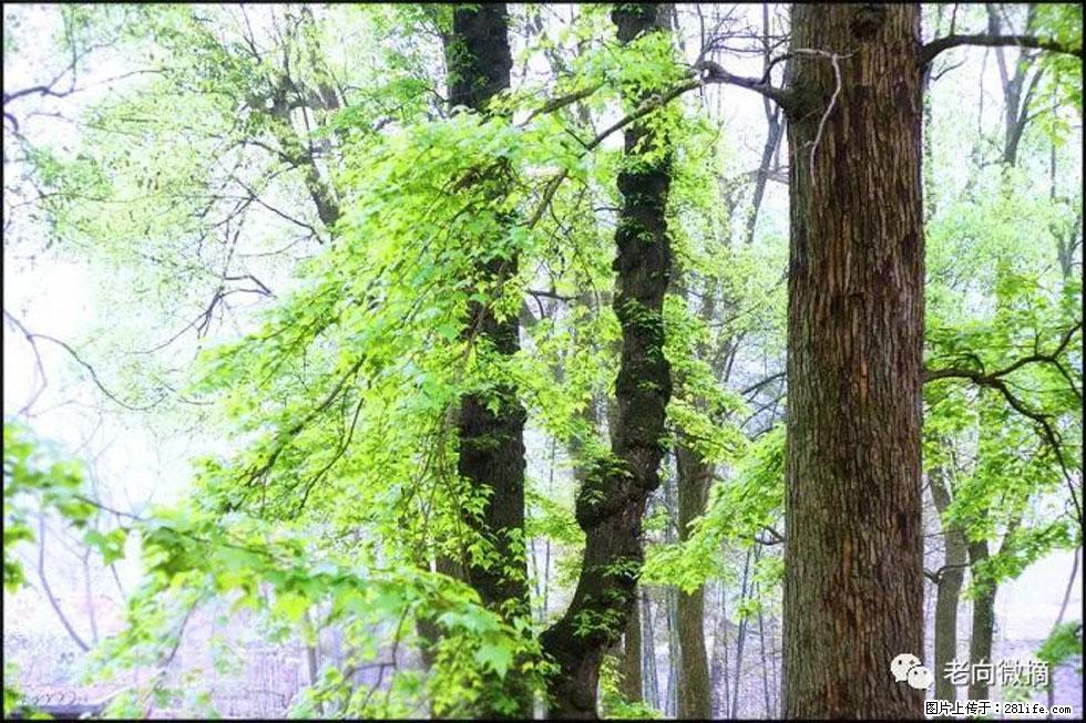 【春天，广西桂林灌阳县向您发出邀请！】在小龙村与春天约会 - 游山玩水 - 赵县生活社区 - 赵县28生活网 zx.28life.net