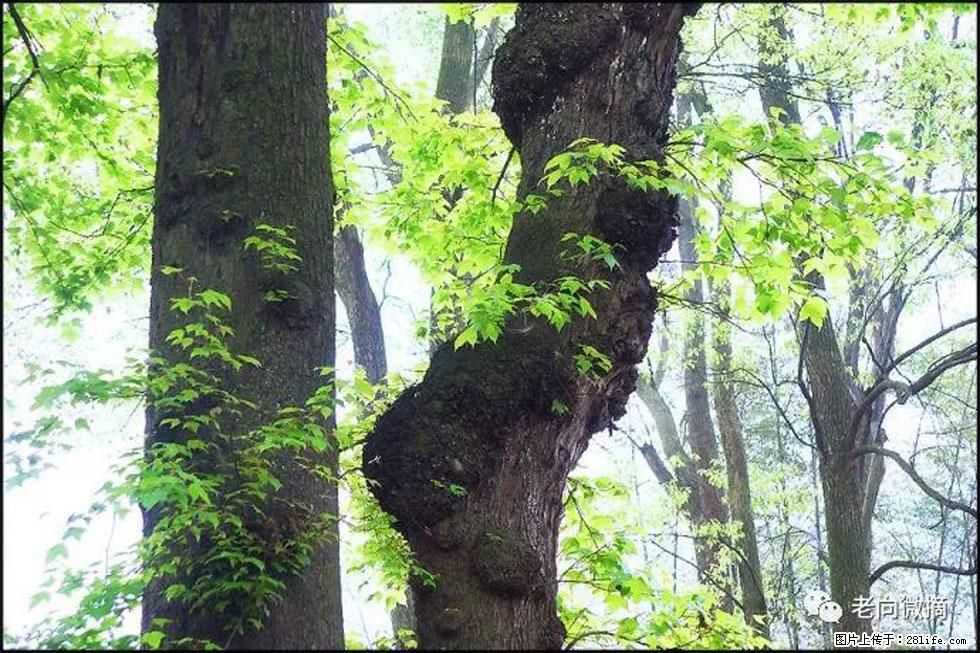 【春天，广西桂林灌阳县向您发出邀请！】在小龙村与春天约会 - 游山玩水 - 赵县生活社区 - 赵县28生活网 zx.28life.net