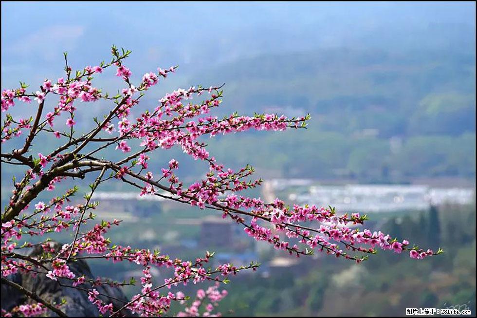 【春天，广西桂林灌阳县向您发出邀请！】望月岭上桃花开 - 游山玩水 - 赵县生活社区 - 赵县28生活网 zx.28life.net