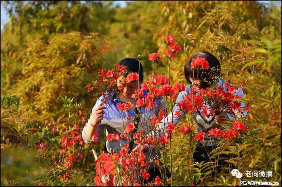 【春天，广西桂林灌阳县向您发出邀请！】登麒麟山，相约映山红 - 游山玩水 - 赵县生活社区 - 赵县28生活网 zx.28life.net