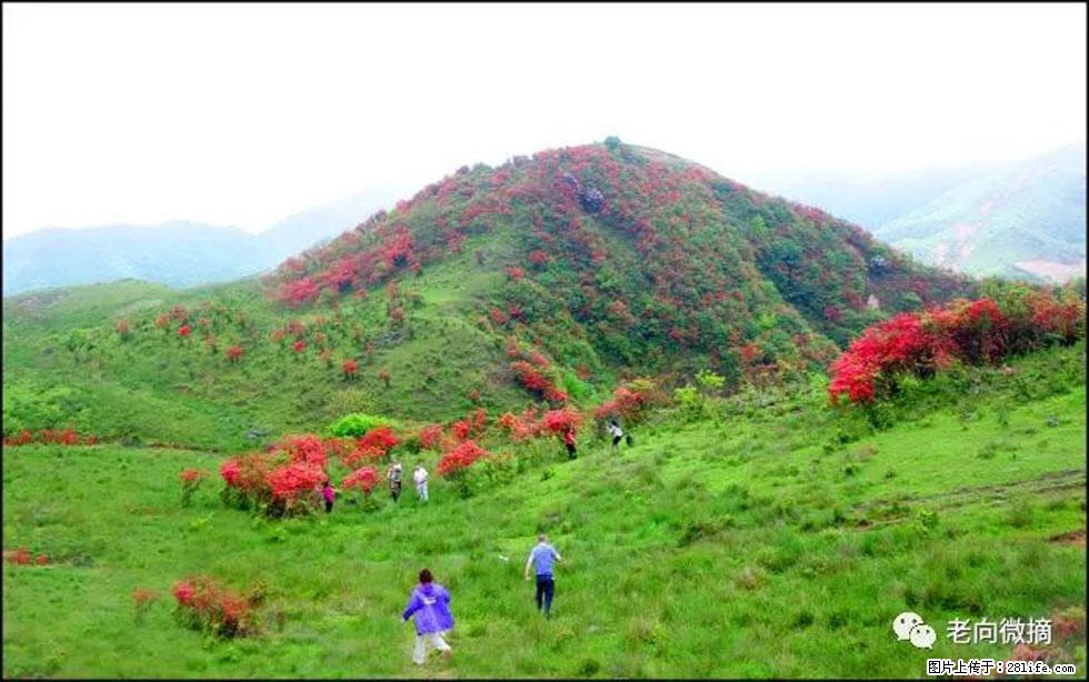 【春天，广西桂林灌阳县向您发出邀请！】宝盖山上映山红 - 游山玩水 - 赵县生活社区 - 赵县28生活网 zx.28life.net