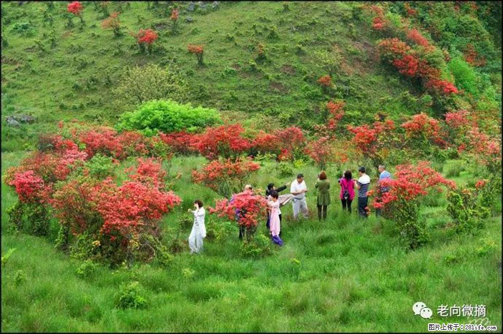 【春天，广西桂林灌阳县向您发出邀请！】宝盖山上映山红 - 游山玩水 - 赵县生活社区 - 赵县28生活网 zx.28life.net