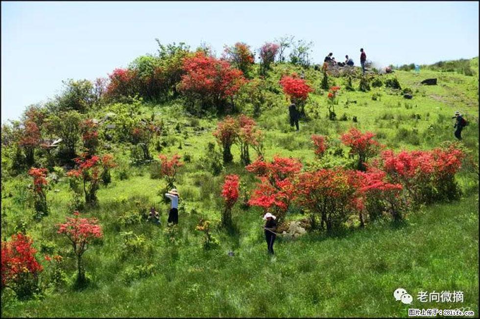 【春天，广西桂林灌阳县向您发出邀请！】宝盖山上映山红 - 游山玩水 - 赵县生活社区 - 赵县28生活网 zx.28life.net