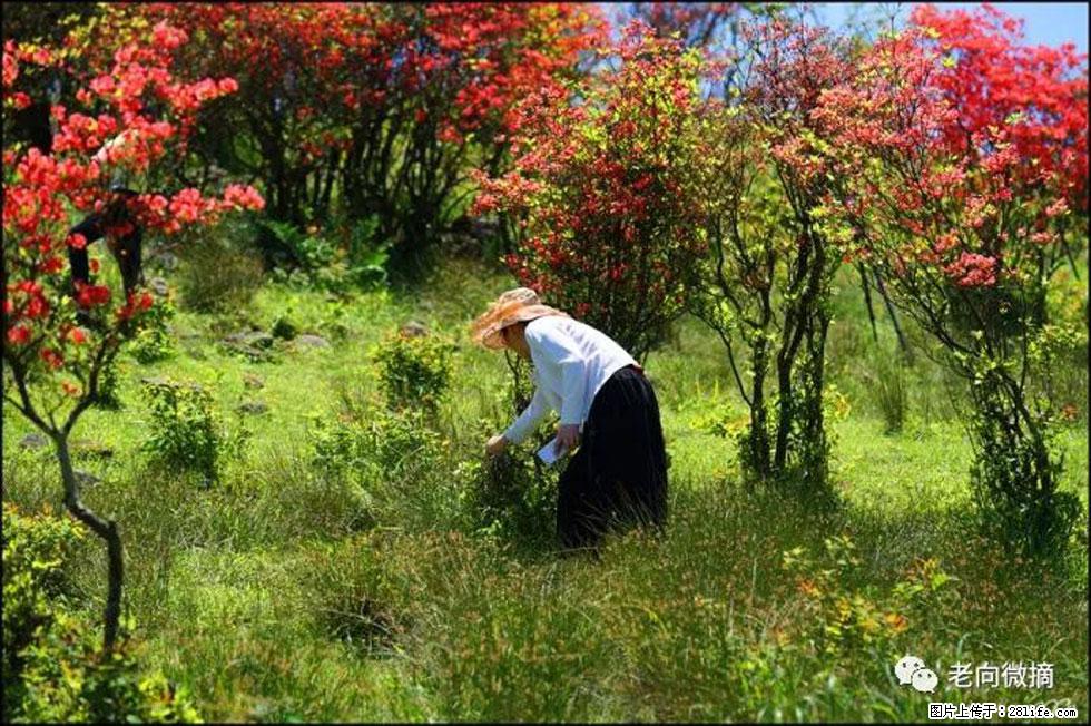 【春天，广西桂林灌阳县向您发出邀请！】宝盖山上映山红 - 游山玩水 - 赵县生活社区 - 赵县28生活网 zx.28life.net