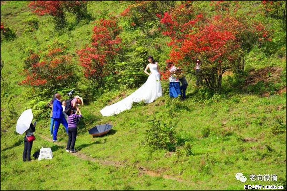 【春天，广西桂林灌阳县向您发出邀请！】宝盖山上映山红 - 游山玩水 - 赵县生活社区 - 赵县28生活网 zx.28life.net