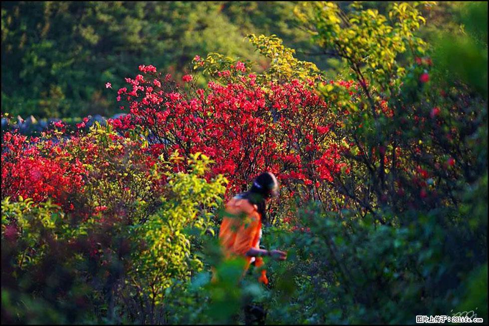 【春天，广西桂林灌阳县向您发出邀请！】春木界上映山红 - 游山玩水 - 赵县生活社区 - 赵县28生活网 zx.28life.net