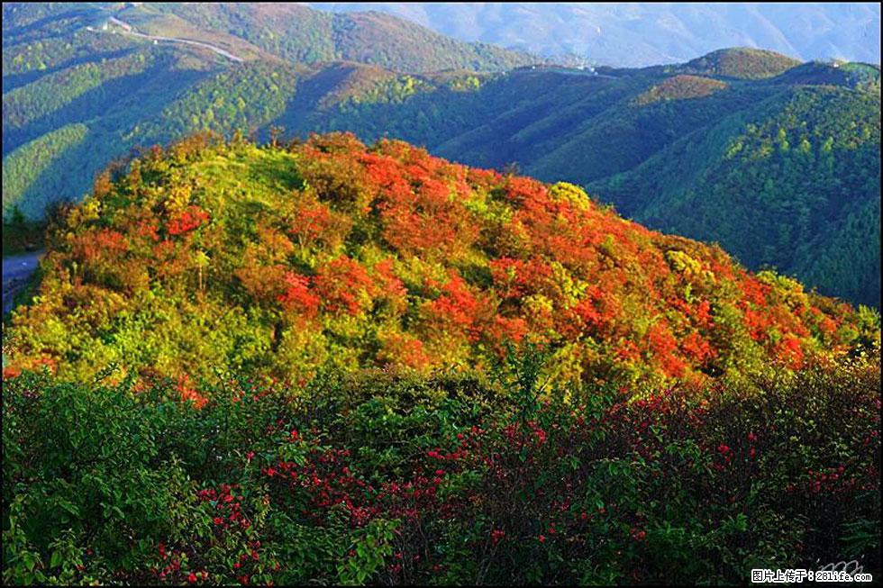 【春天，广西桂林灌阳县向您发出邀请！】春木界上映山红 - 游山玩水 - 赵县生活社区 - 赵县28生活网 zx.28life.net