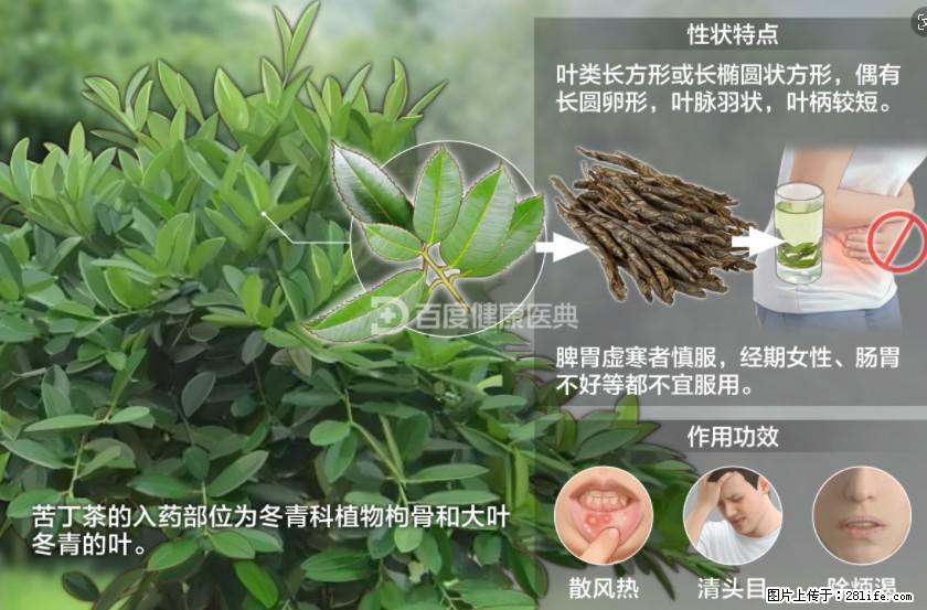 苦丁茶有哪些功效和作用 - 生活百科 - 赵县生活社区 - 赵县28生活网 zx.28life.net