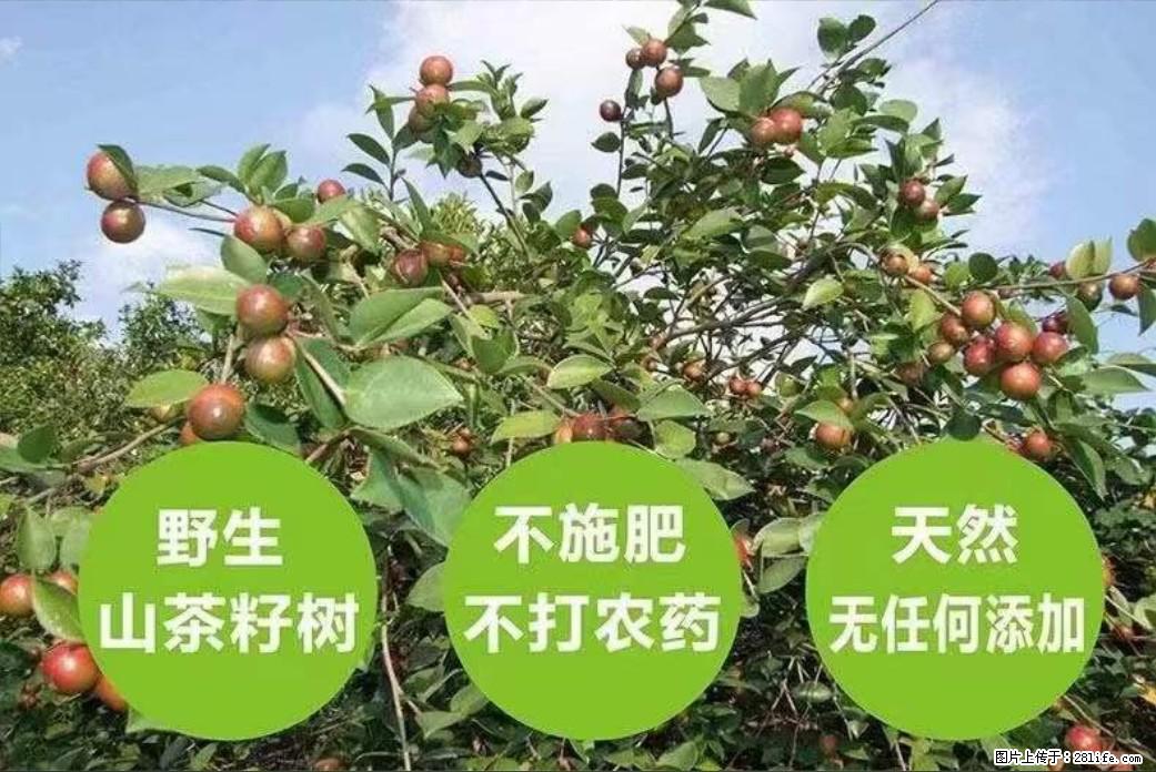 【灌阳县油茶产业示范区】一个有着充实的精神生活的人，对待身外之物自会有一种淡泊的态度 - 土特产 - 饮食特产 - 赵县分类信息 - 赵县28生活网 zx.28life.net