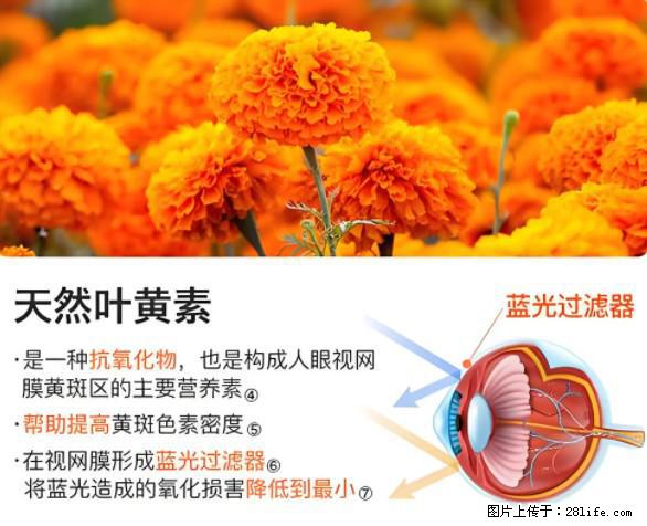 叶黄素有什么功效和作用 - 生活百科 - 赵县生活社区 - 赵县28生活网 zx.28life.net