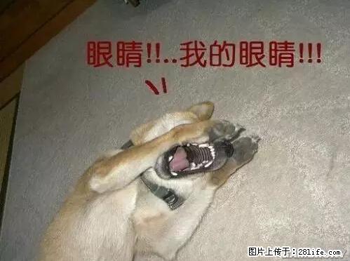 笑癫了！一女的怀孕三年未生，他终于忍不住了... - 娱乐八卦 - 赵县生活社区 - 赵县28生活网 zx.28life.net