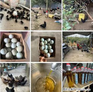 油茶园从小鸡仔开始养起的纯土鸡、土鸡蛋可以预定啦！还有前几天刚榨的纯山茶油哦 - 赵县28生活网 zx.28life.net