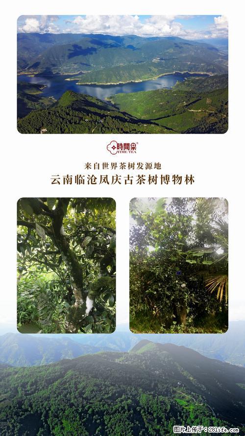 时间果百年古树2025年春红茶 - 购物交流 - 赵县生活社区 - 赵县28生活网 zx.28life.net