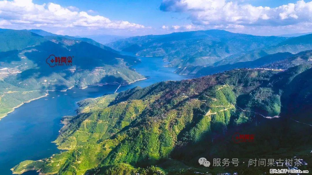 时间果百年古树龙珠普洱生茶 - 购物交流 - 赵县生活社区 - 赵县28生活网 zx.28life.net