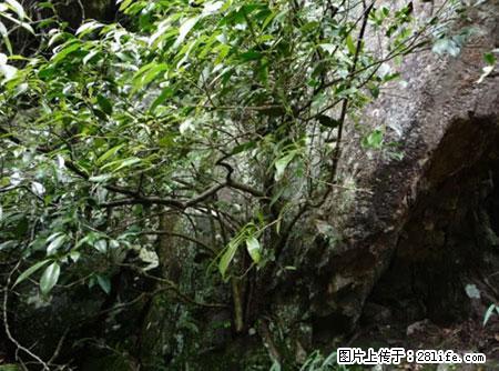 平乐石崖茶，珍贵仅次于金花茶 - 赵县生活资讯 - 赵县28生活网 zx.28life.net