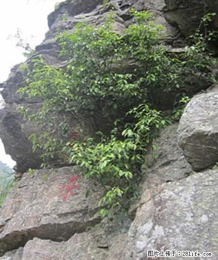平乐石崖茶，珍贵仅次于金花茶 - 赵县生活资讯 - 赵县28生活网 zx.28life.net