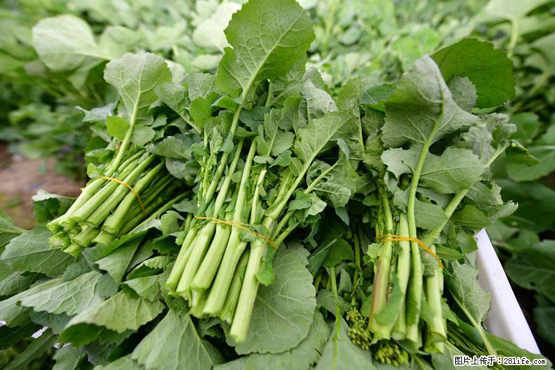 这些蔬菜是“天然钙片”，这6种被医生重点推荐 - 赵县生活资讯 - 赵县28生活网 zx.28life.net